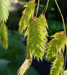 Chasmanthium latifolium