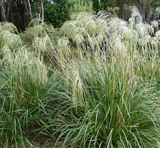 Chionochloa conspicua