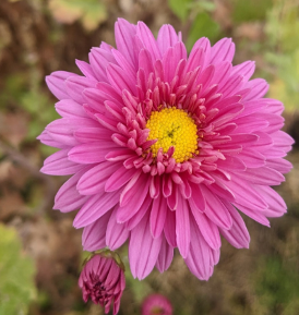 Chrysanthemum 'Bretforton Road'