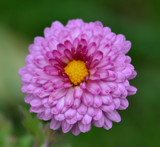 Chrysanthemum 'Mei Kyo'