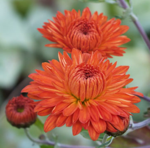 Chrysanthemum 'Paul Boissier'