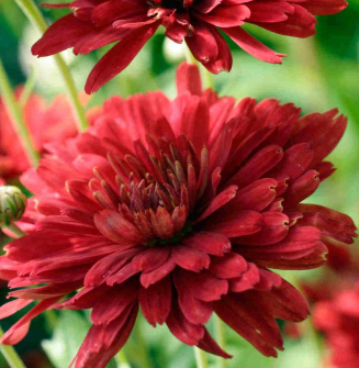 Chrysanthemum rubellum 'Duchesse of Edinburg'