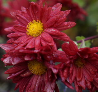 Chrysanthemum rubellum 'Red Velvet'
