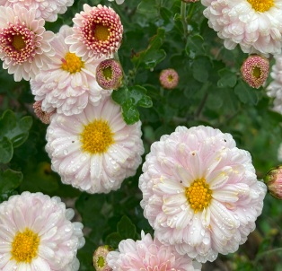 Chysanthemum x indicum 'Julia'