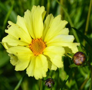 Coreopsis 'Full Moon'