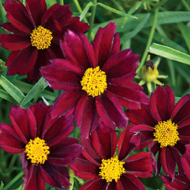 Coreopsis 'Mercury Rising'
