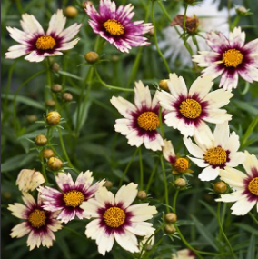 Coreopsis 'Redshift'