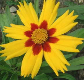 Coreopsis grandiflora 'Heliot'