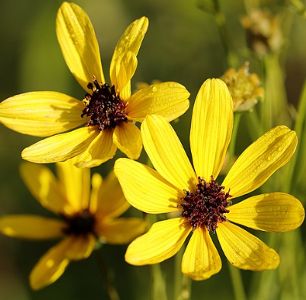 Coreopsis tripteris