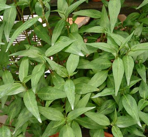 Coriandre thaï – Persicaria odorata