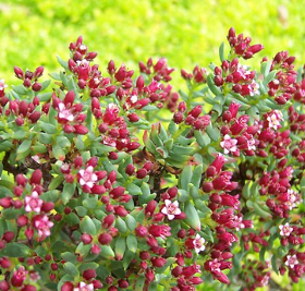 Crassula sarcocaulis