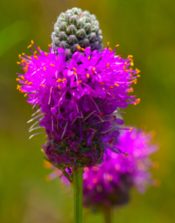 Dalea purpurea