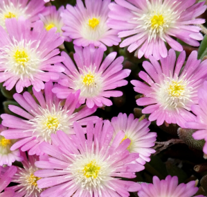 Delosperma 'Jewel of Desert 'Rosequartz'