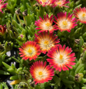 Delosperma 'Jewel of Desert Ruby'