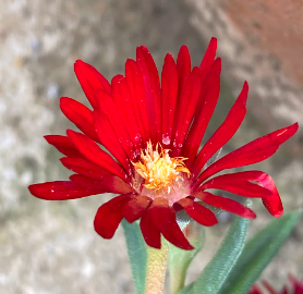 Delosperma 'Nani Forssmann'