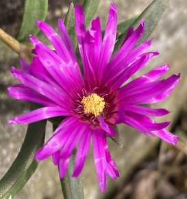 Delosperma 'Worldseeds'