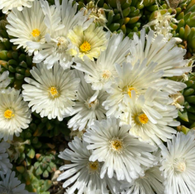 Delosperma congestum 'Album'