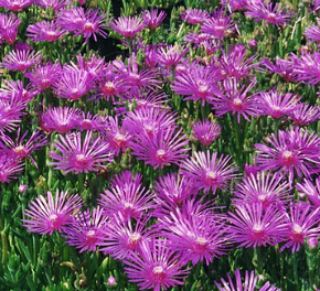 Delosperma cooperii