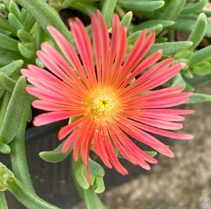 Delosperma kelaidis 'Mesa Verde'