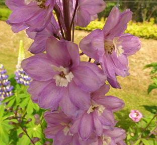 Delphinium pacific 'Astolat'