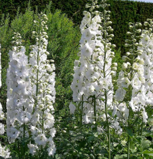 Delphinium pacific 'Galahad'