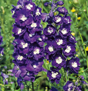 Delphinium pacific 'King Arthur'