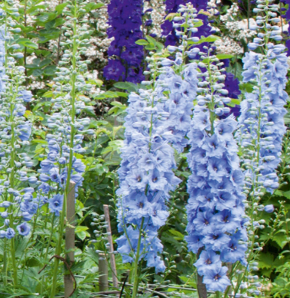 Delphinium pacific 'Summer Skies'