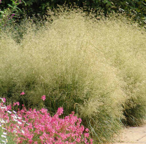 Deschampsia caespitosa 'Goldtau'