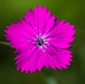 Dianthus carthusianorum