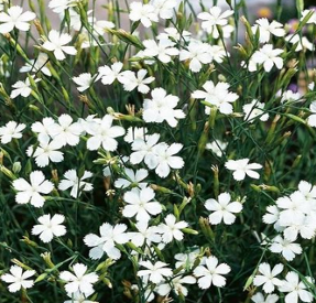 Dianthus deltoides 'Alba'