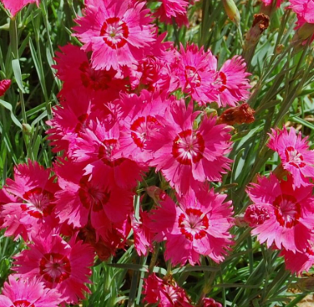 Dianthus deltoides 'Brillant'