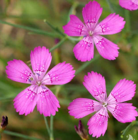 Dianthus deltoides 'Roseus'