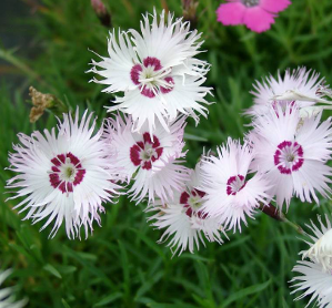 Dianthus spiculifolius