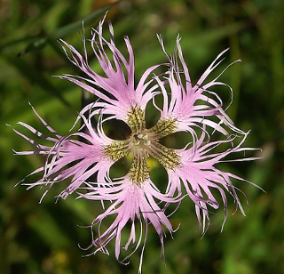 Dianthus superbus