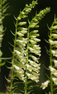 Digitalis lutea