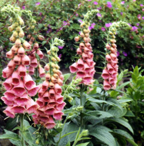 Digitalis mertonensis