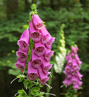 Digitalis purpurea