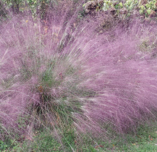 Eragrostis spectabilis