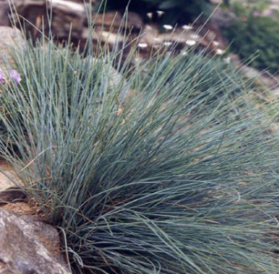 Festuca glauca