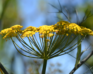 Foeniculum vulgare