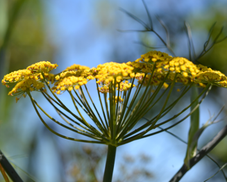 Foeniculum vulgare 'Purpureum'