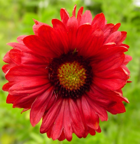 Gaillardia X grandiflora 'Burgunder'