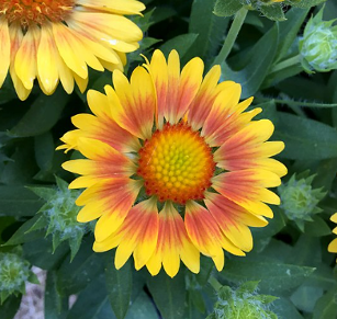 Gaillardia grandiflora 'Arizona Apricote'