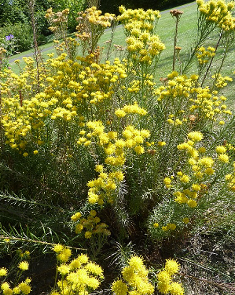 Galatella linosyris