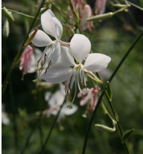 Gaura lindhemeri 'The Bride'