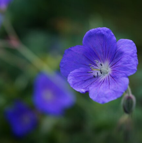 Geranium 'Brookside'