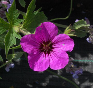 Geranium 'Patricia'