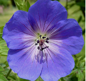 Geranium 'Rozanne'