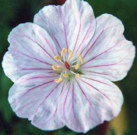 Geranium sanguineum var. striatum