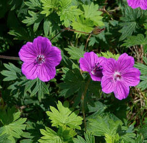 Geranium sanguineum